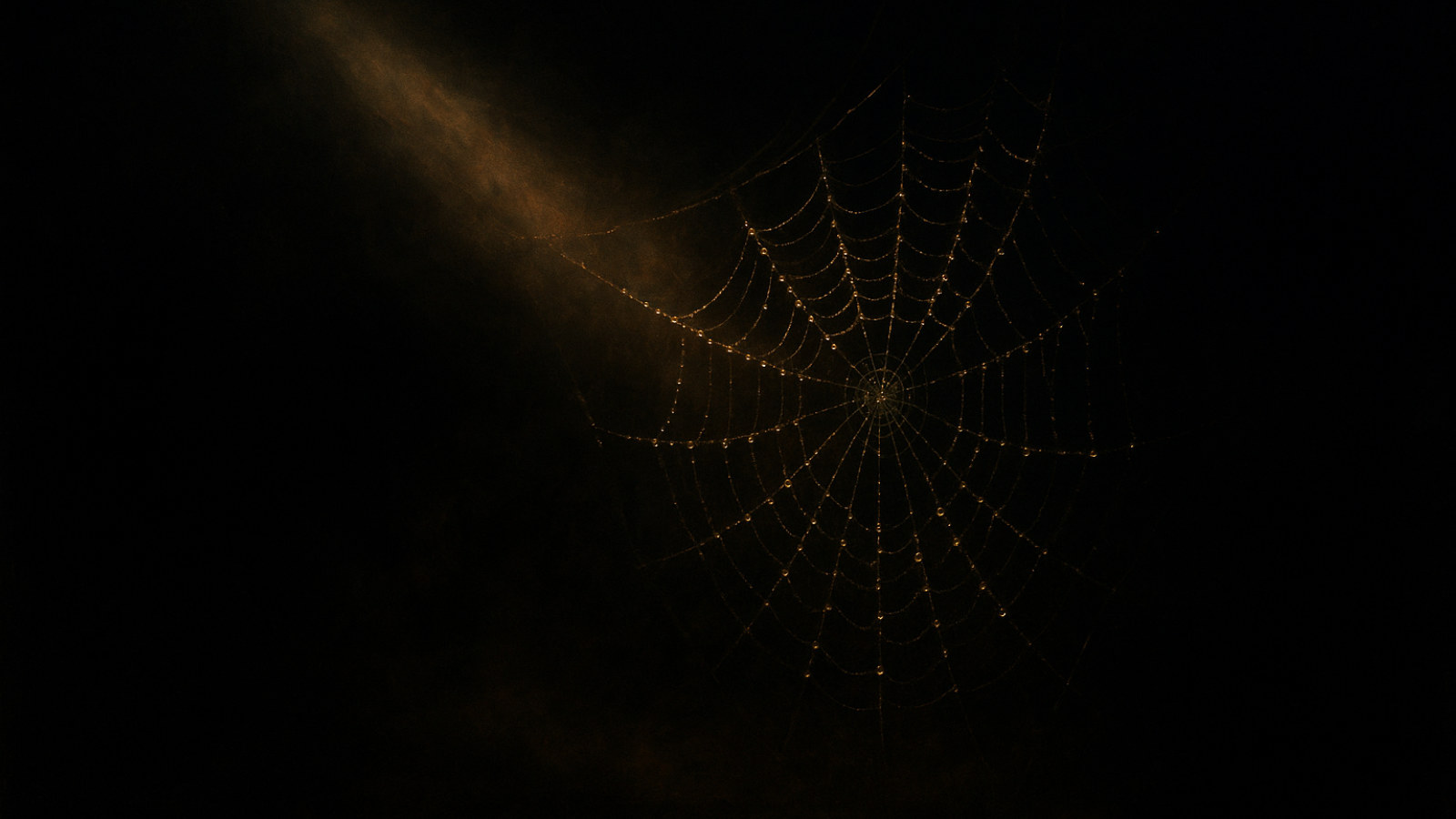 A dew-strung spider's web glinting in the dark